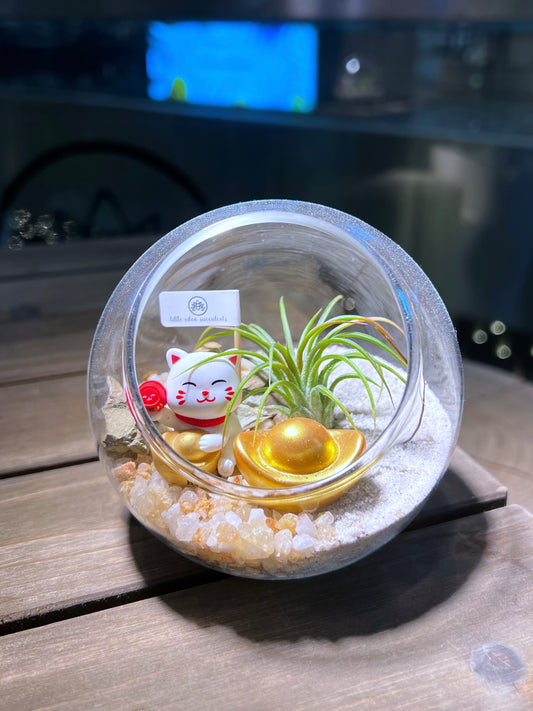 Airplant in Round Glass with Fortune Cat