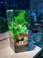 Indoor Plant Terrarium in Hexagonal Tall Glass