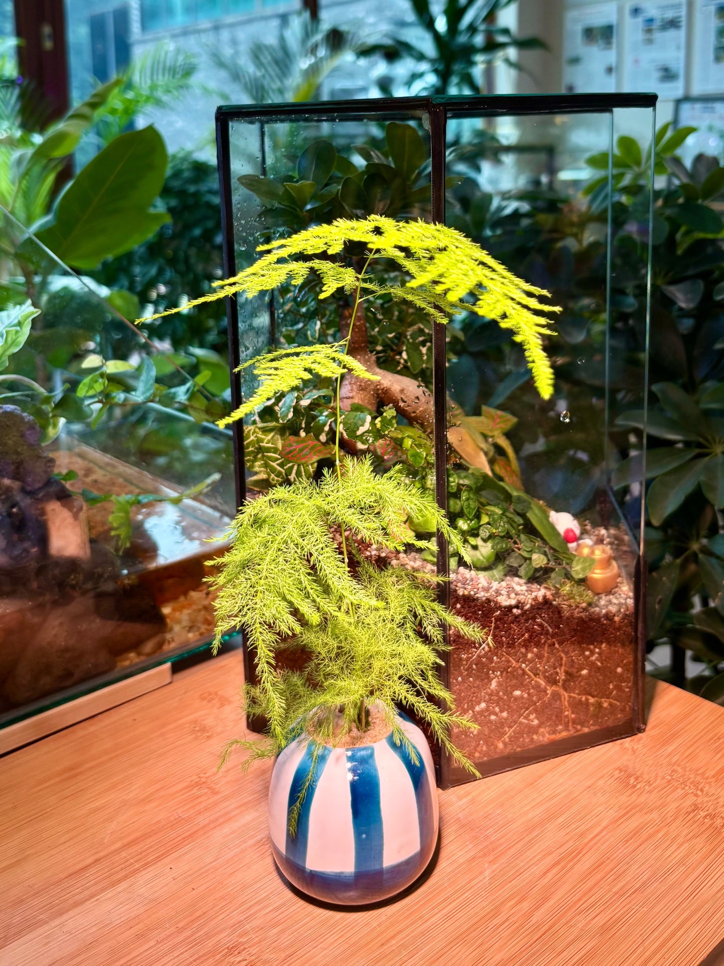 Asparagus Fern in Cotton Waves Pot 💙🤍