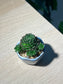 Rosularia Platyphylla in Sea Blue Ceramic Pot