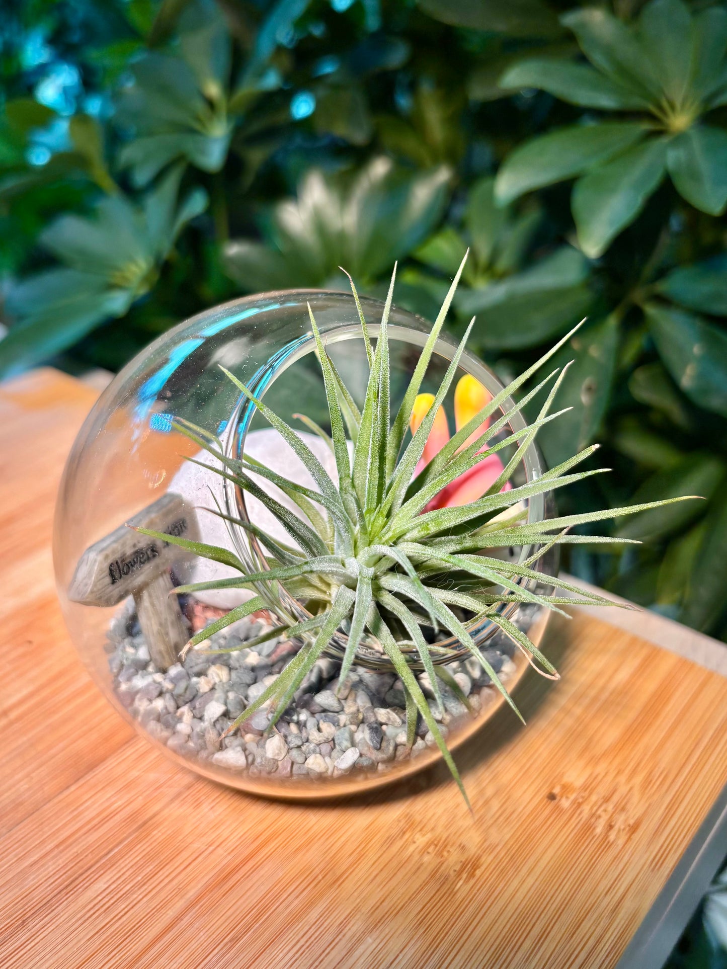 Airplant in Round Glass Terrarium 🐰