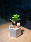 Jade Plant with Horseh Figurine in Hexagon Pot