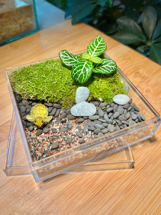 Indoor Plant in Turtle Flat Terrarium 🐢