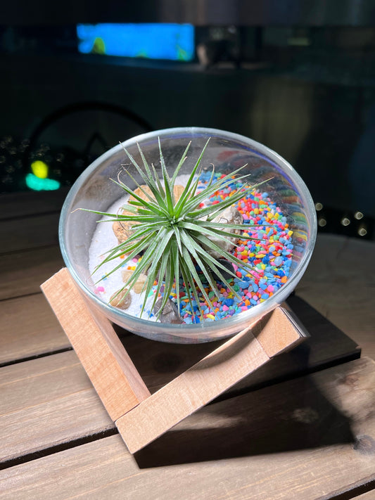 Airplant in Semi-circle Glass with Terrarium Stand