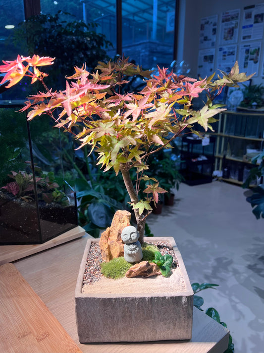 Japanese Maple Tree with Moss Arrangement in Square Concrete Pot