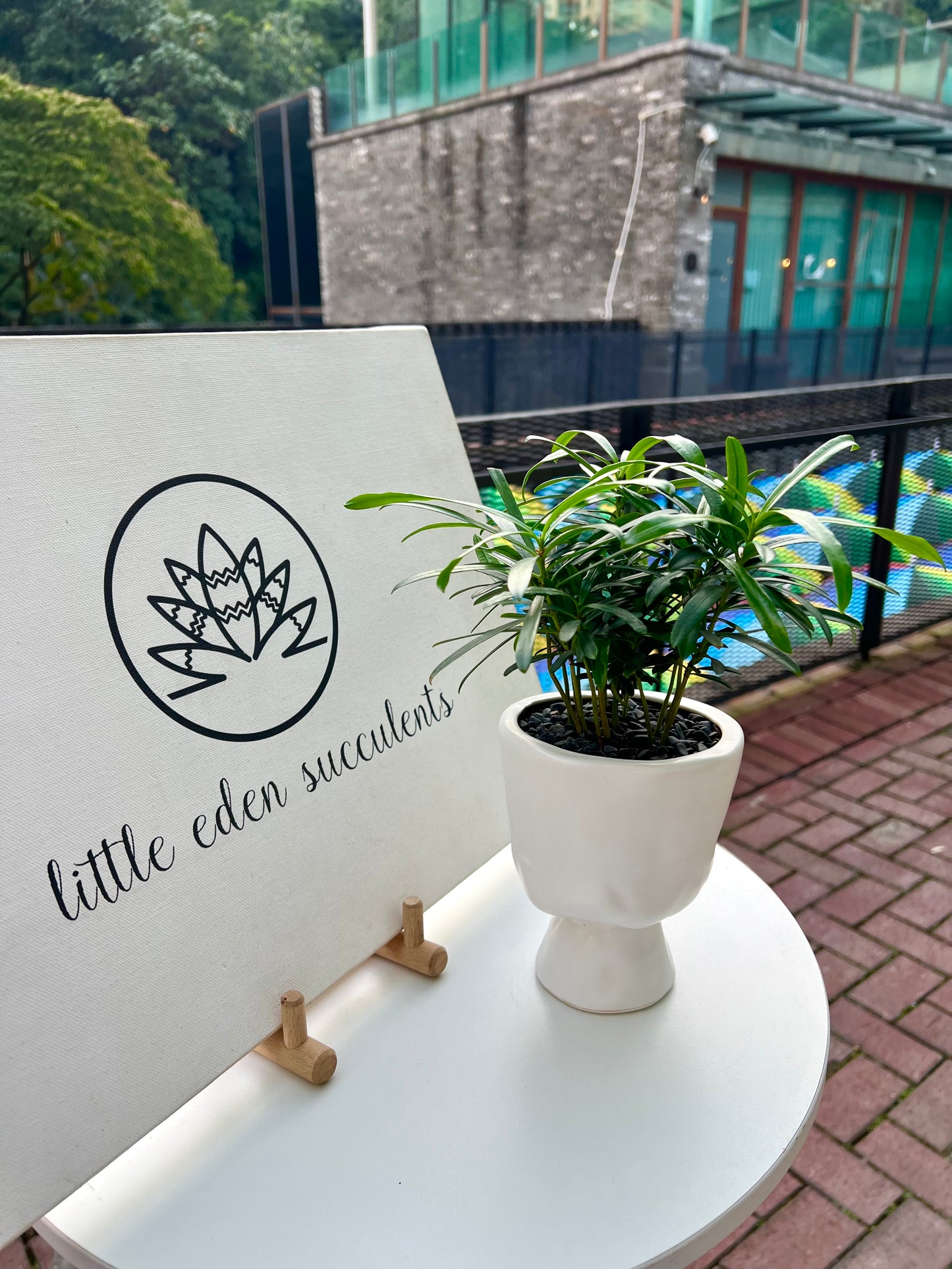Podocarpus in Elegant Ceramic Pot