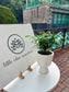 Podocarpus in Elegant Ceramic Pot