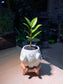 ZZ Plant (金钱树) in Smiling Face On Bench Pot