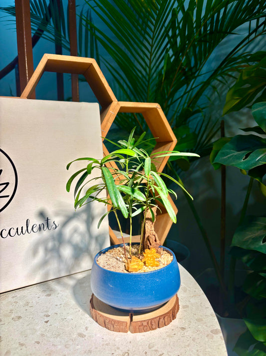 Podocarpus Seedlings in Blue Pot 🧞‍♂️