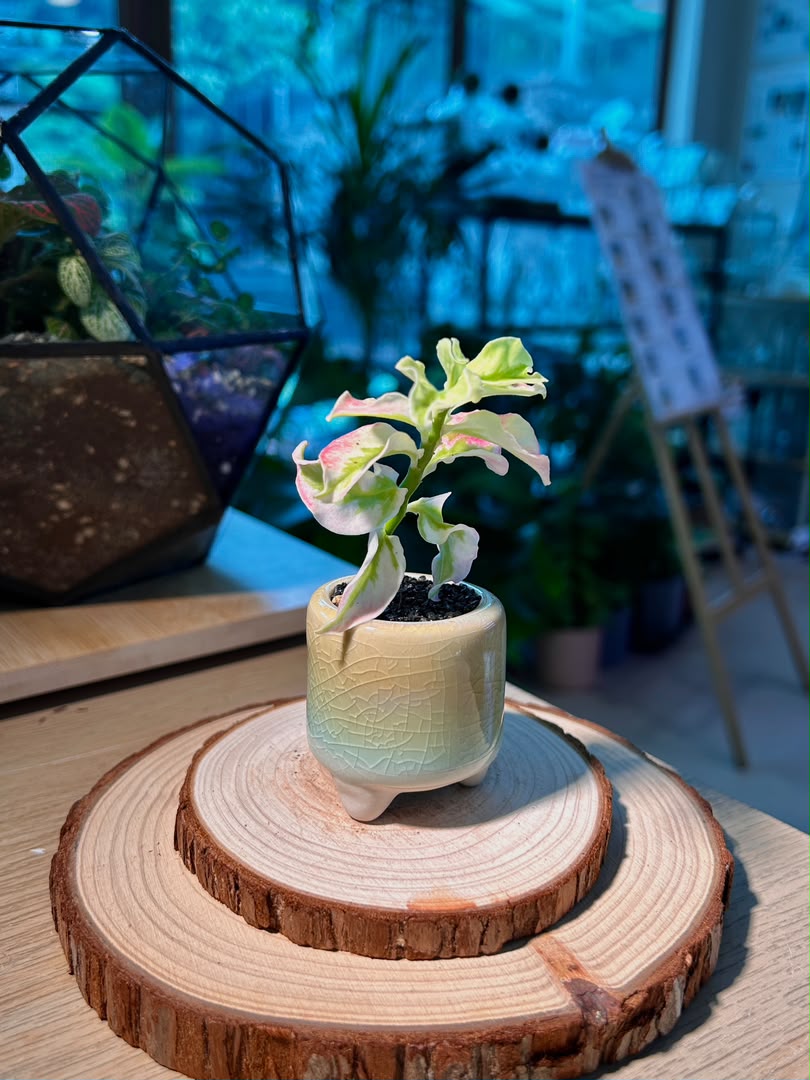 Bird Flower (小鸟花) Euphorbia Tithymaloides in Crackle Glazed Ceramic Pot