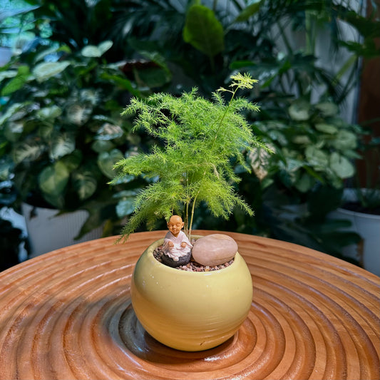 Asparagus Fern in Green Ceramic Pot