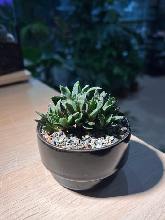 Haworthia Retusa in Matt Black Ceramic Pot