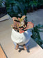 Fittonia in Smiling Face Pot