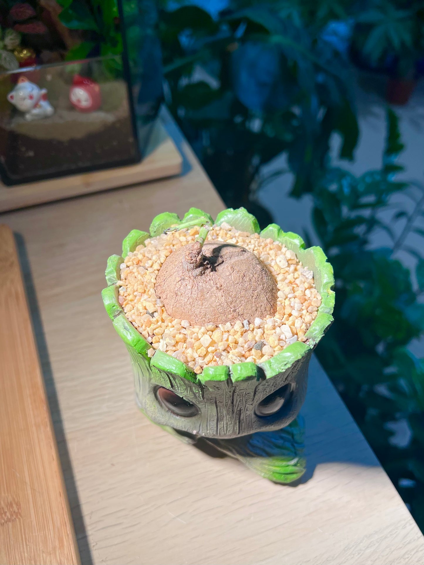 Stephania (山乌龟) in Groot Pot