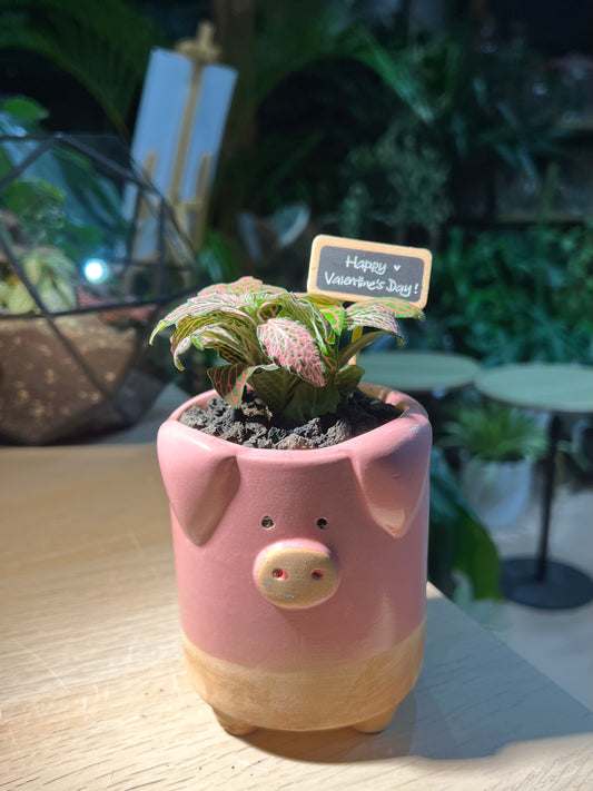 Fittonia in Piggie Pot with Blackboard