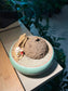 Stephania (山乌龟) in Round Mint Ceramic Pot