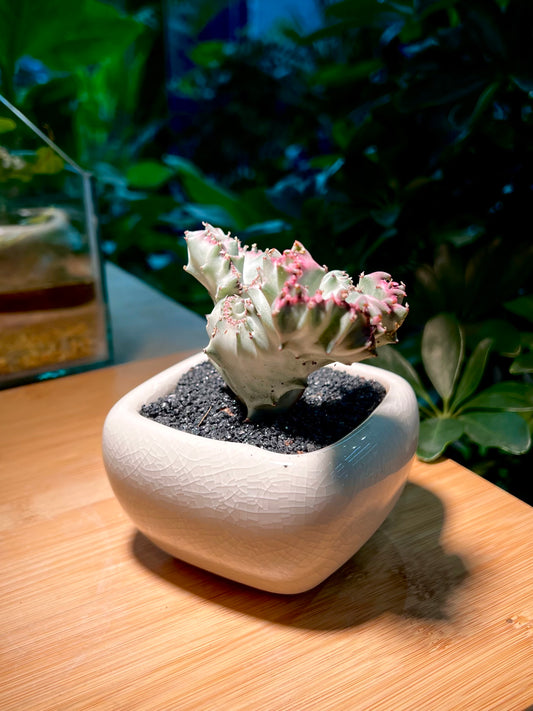 Euphorbia Lactea in Light Blue Ceramic Pot