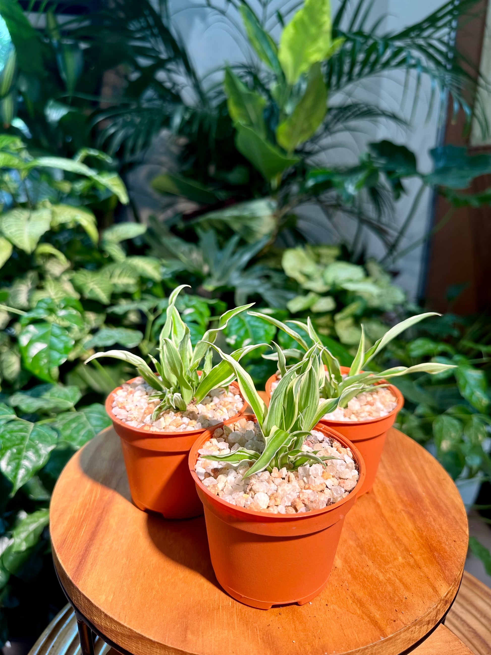 plastic spider plant Chlorophytum comosum in Plastic Pot (aka Spider Plant)