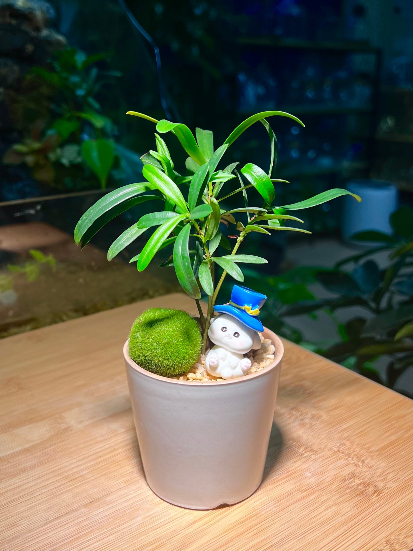 Podocarpus with Decorative Moss in Light Grey Ceramic Pot