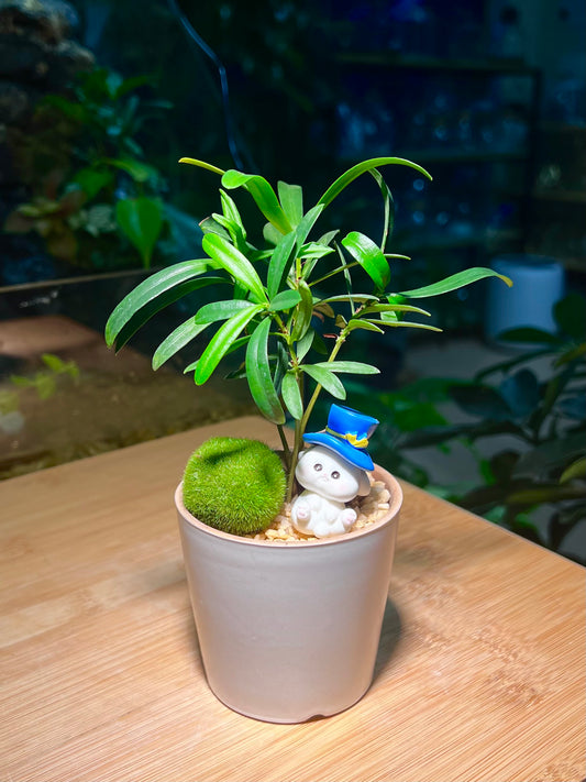 Podocarpus with Decorative Moss in Light Grey Ceramic Pot