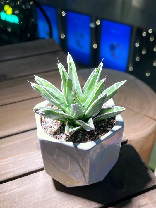 Agave Victoria in Creative Design Pot
