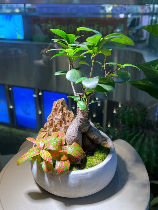 Ficus Ginseng and Fittonia with Moss Arrangement in Handamde Round Concrete Pot