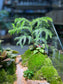 Indoor Plant Arrangement in Serene Forestscape Terrarium