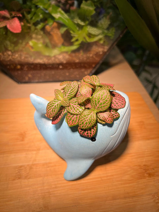 Fittonia in Whale Pot