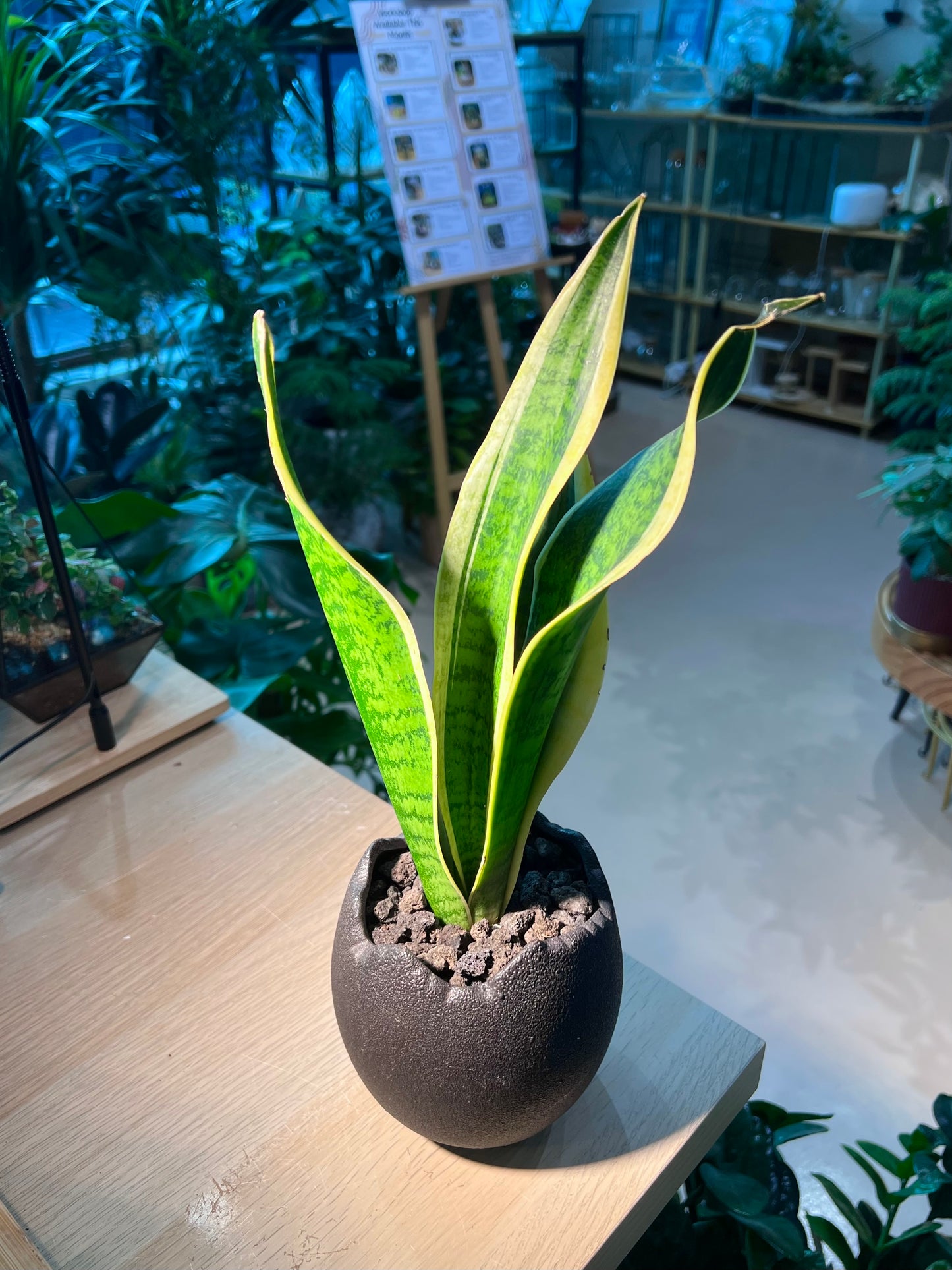 Snake Plant (虎尾兰) in Broken Eggshell Designed Pot