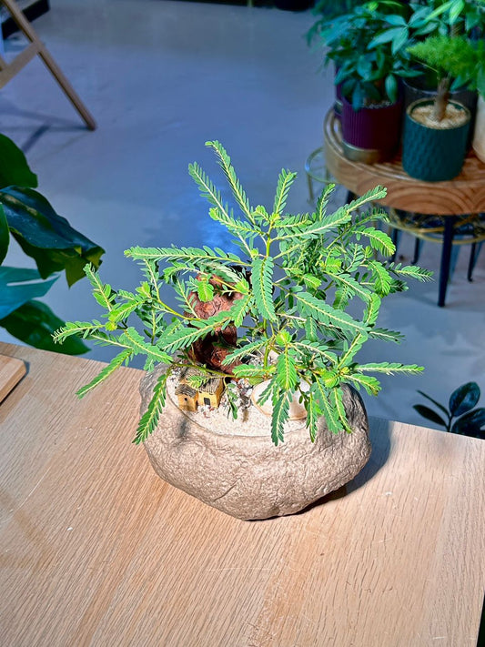 Mimosa Pudica (εΆδΈη ) Phyllanthus Urinaria (Bonsai) Arrangement in Faux Stone Pot