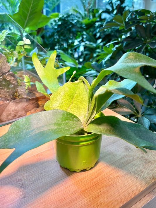 Platycerium Bifurcatum in Plastic Pot