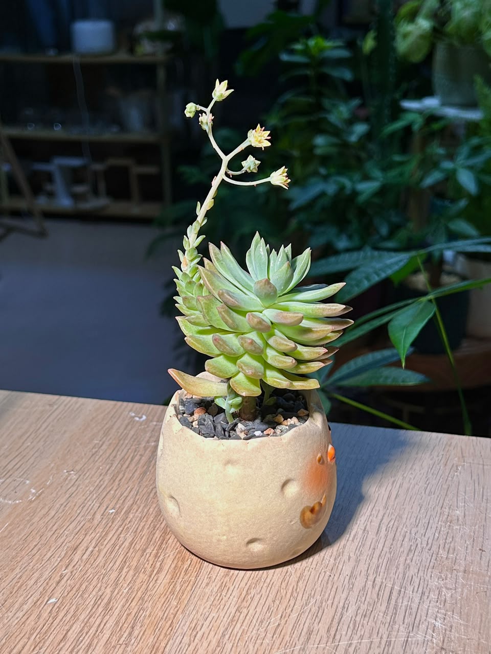 Graptopetalum Macdougallii (菊丸多肉) Succulent in Cute Chick Ceramic Pot