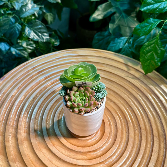 Succulent Arrangement in White Ceramic Cylindrical Pot