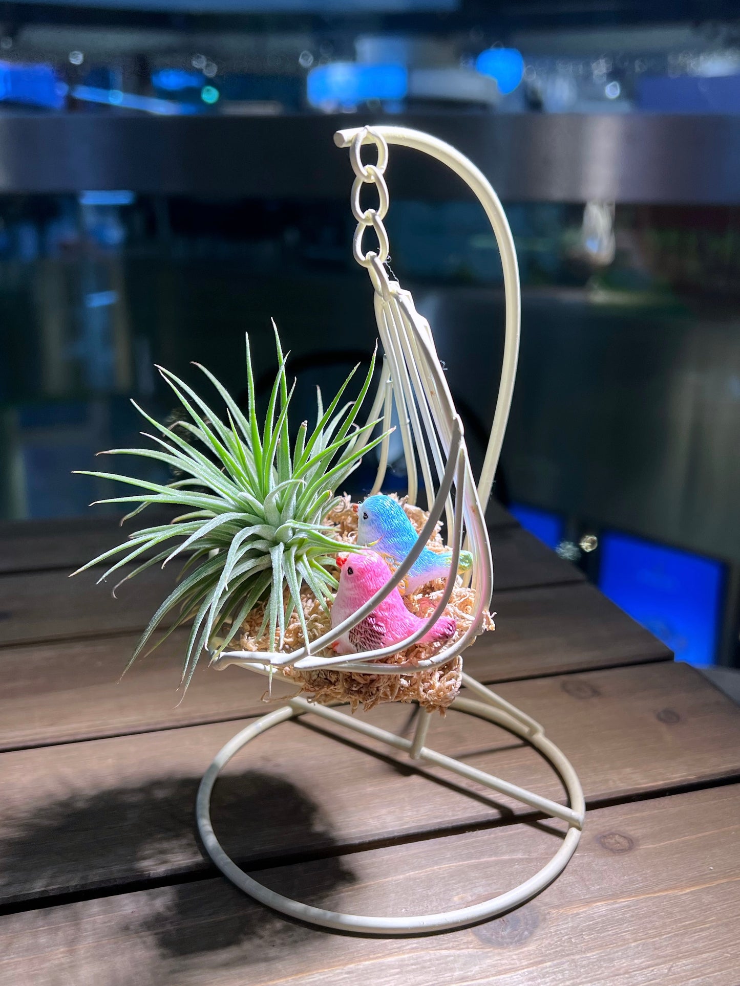 Airplant on Cradle with Birds