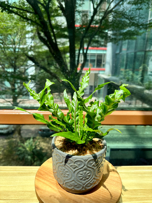 Asplenium Variegated Crispy Wave Fern in Designer Pot