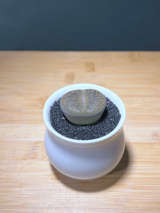 Single Lithop in White Small Belly Ceramic Pot