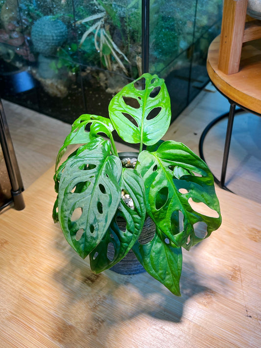 Monstera in Bluish Grey Textured Claypot