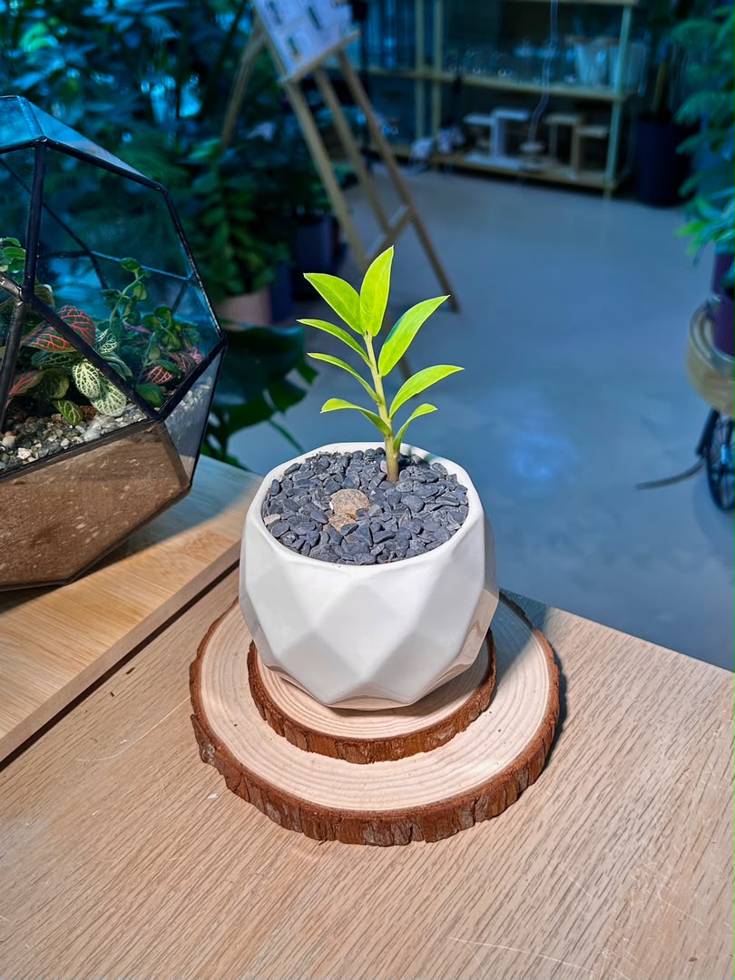 Baby Money Plant (金钱树) Zamioculcas Zamiifolia in Geometric Ceramic Pot