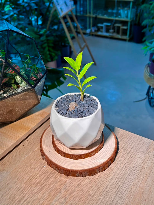 Baby Money Plant (金钱树) Zamioculcas Zamiifolia in Geometric Ceramic Pot