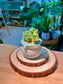 Multi Headed Sedum Hintonii Succulents (信东尼) in Glazed Ceramic Pot