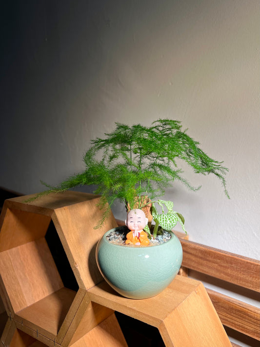 Fittonia with Asparagus Fern Arrangement in Round Ceramic Pot