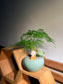 Fittonia with Asparagus Fern Arrangement in Round Ceramic Pot
