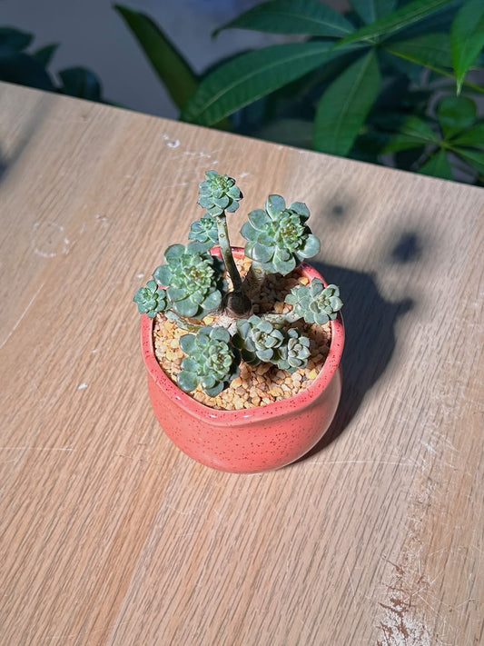Echeveria Prolifica (子持白莲) Succulent in Red Glazed Ceramic Pot