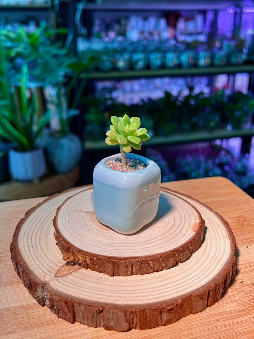 Echeveria Succulent (拟石莲花) in Blue Glazed Ceramic Pot