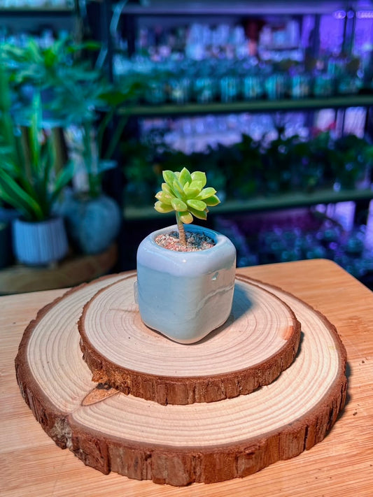 Echeveria Succulent (ζη³θ²θ±) in Blue Glazed Ceramic Pot