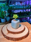 Echeveria Succulent (拟石莲花) in Blue Glazed Ceramic Pot