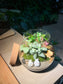Fittonia, Fern with Moss (Indoor Plant) Arrangement in Round Covered Glass Terrarium (M)