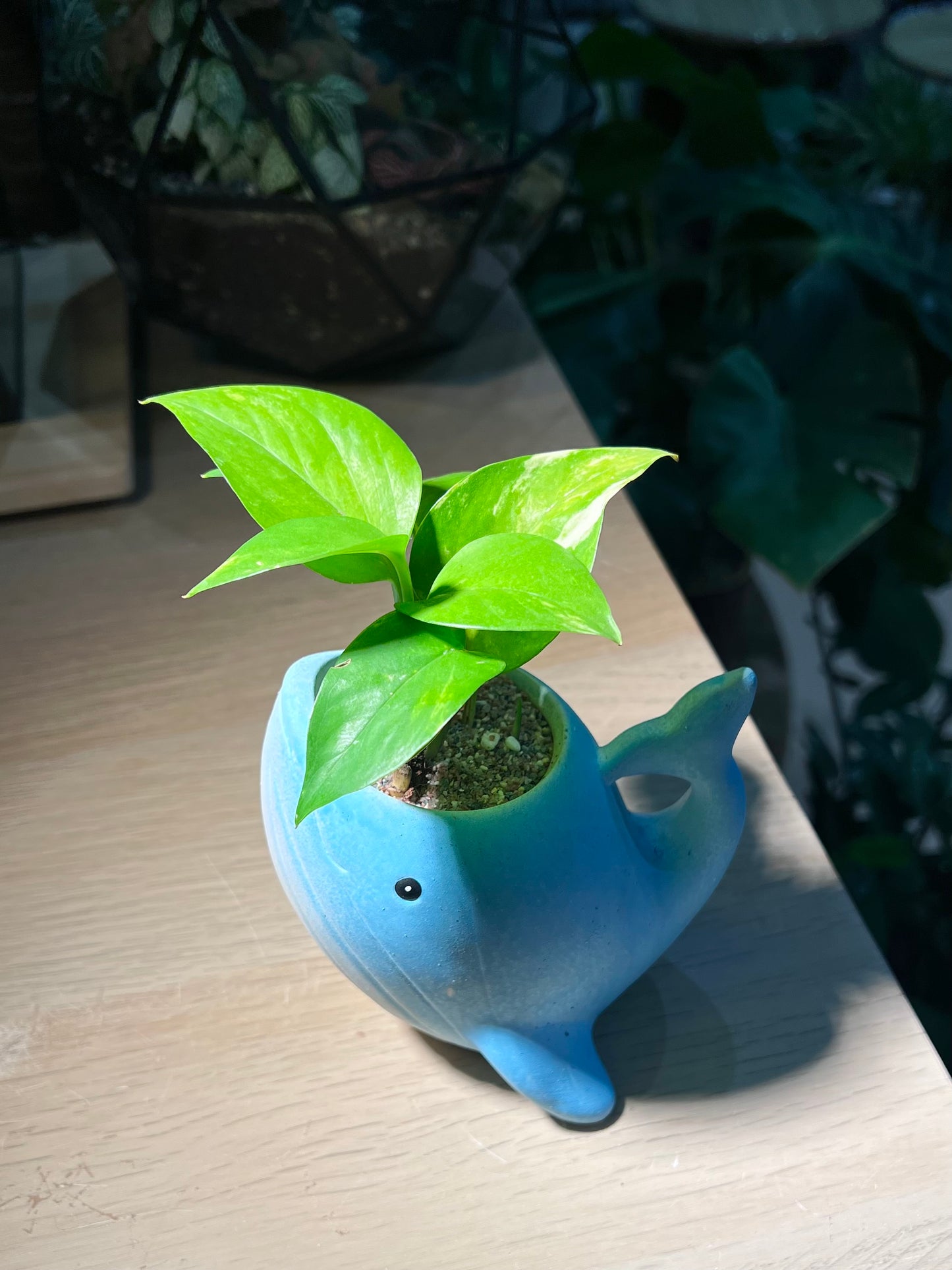 Pothos Njoy in Whale Pot