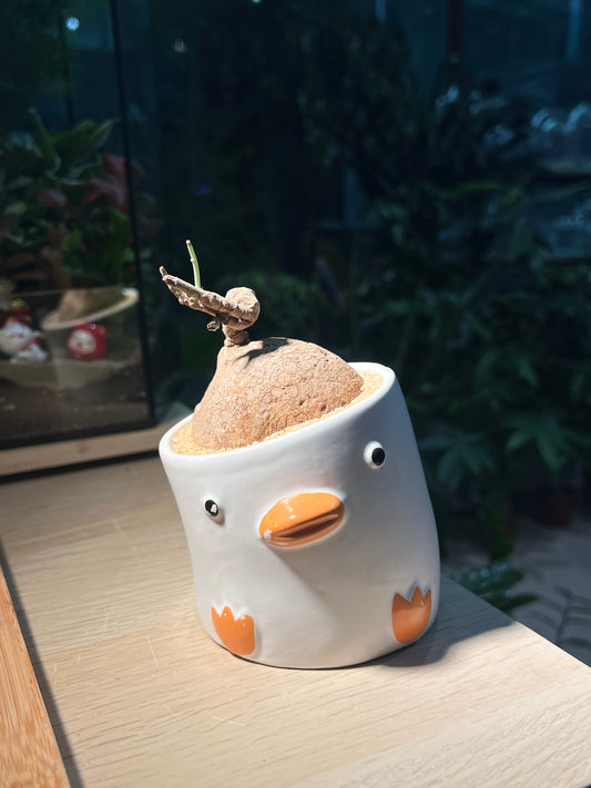 Stephania (山乌龟) in Duck Pot