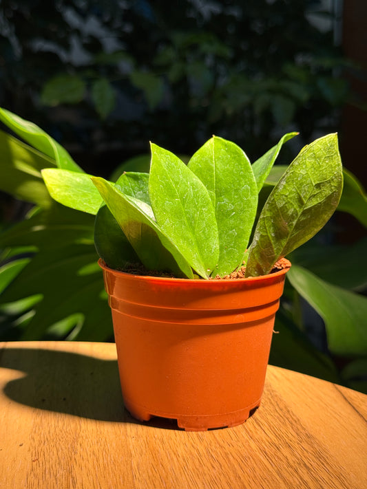 Zanzibar Gem (ZZ Plant) in Plastic Pot